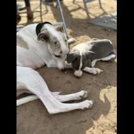 Whippet - Bitches