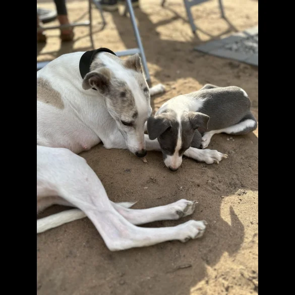 Whippet - Bitches