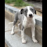 Whippet - Bitches