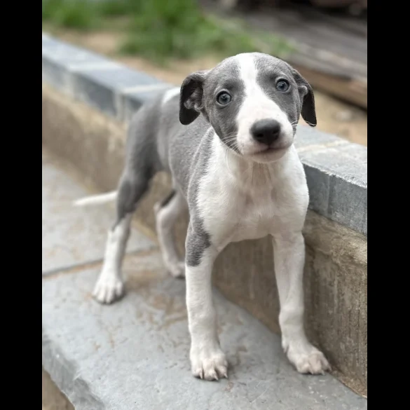 Whippet - Bitches