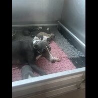 Whippet - Both