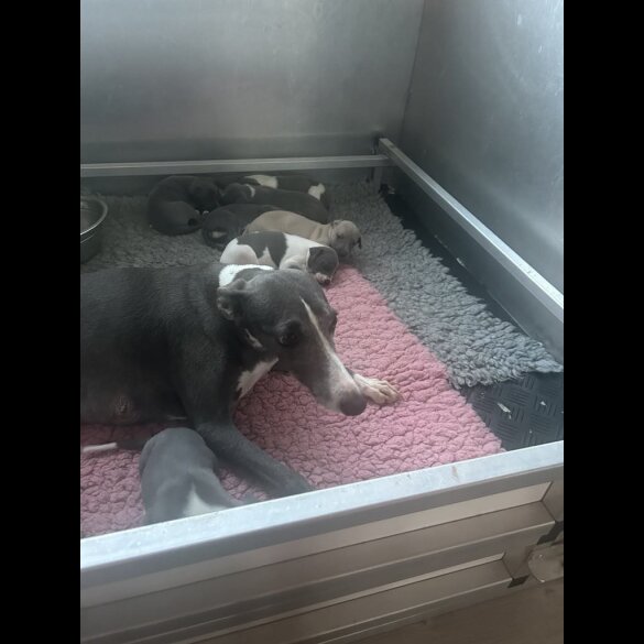 Whippet - Both