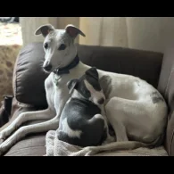 Whippet - Bitches
