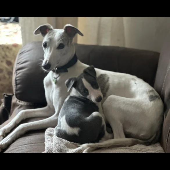 Whippet - Bitches