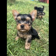 Yorkshire Terrier - Dogs