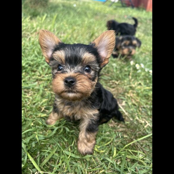 Yorkshire Terrier - Dogs