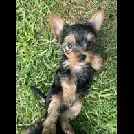 Yorkshire Terrier - Dogs