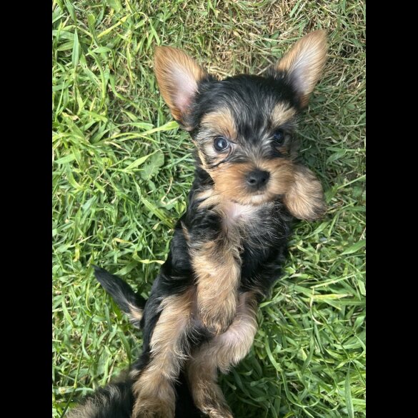 Yorkshire Terrier - Dogs