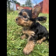 Yorkshire Terrier - Dogs