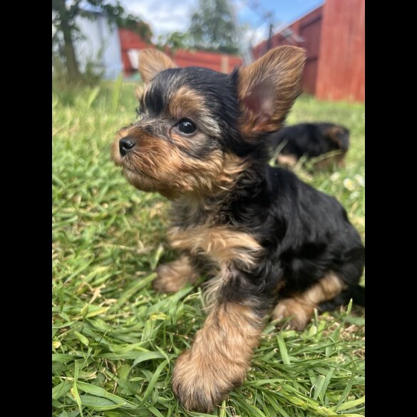 Yorkshire Terrier - Dogs