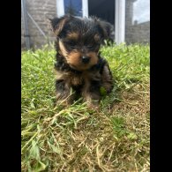 Yorkshire Terrier - Dogs