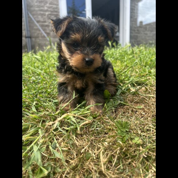 Yorkshire Terrier - Dogs