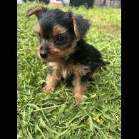 Yorkshire Terrier - Dogs
