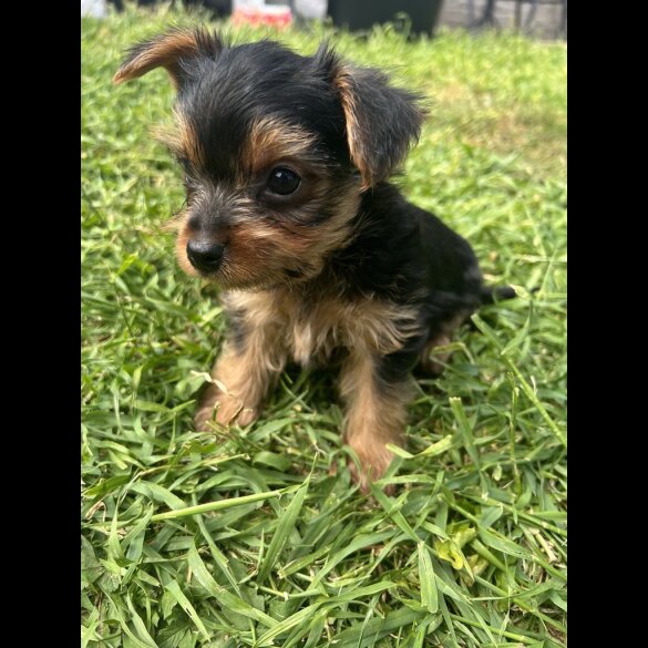 Yorkshire Terrier - Dogs