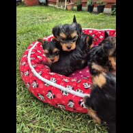 Yorkshire Terrier - Dogs