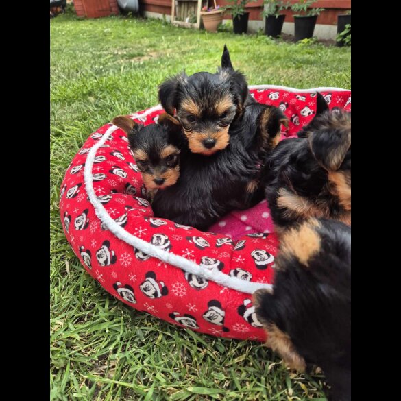 Yorkshire Terrier - Dogs