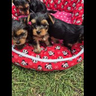 Yorkshire Terrier - Dogs