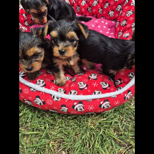 Yorkshire Terrier - Dogs