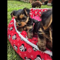 Yorkshire Terrier - Dogs