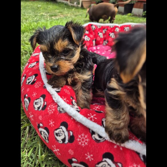 Yorkshire Terrier - Dogs