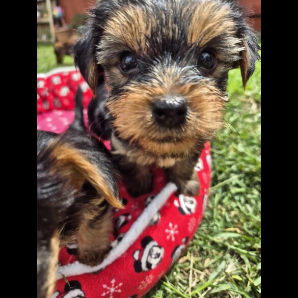 Yorkshire Terrier - Dogs