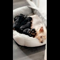 Yorkshire Terrier - Dogs