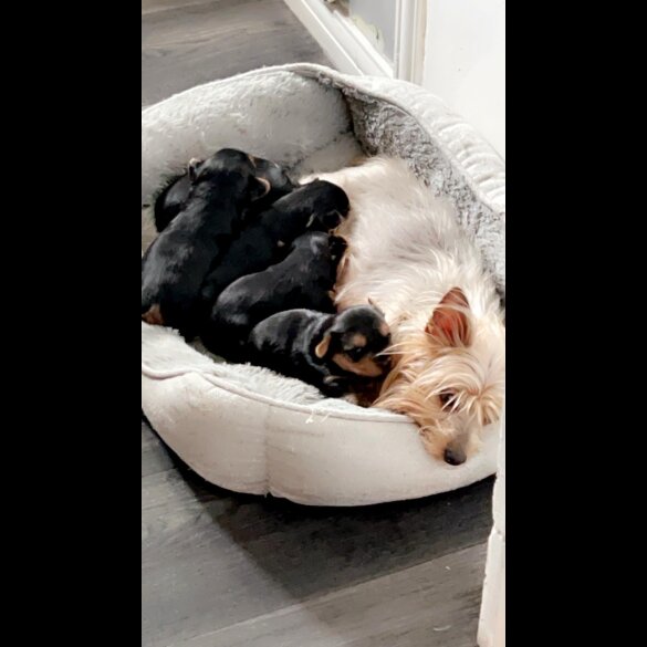 Yorkshire Terrier - Dogs