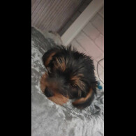 Yorkshire Terrier - Both
