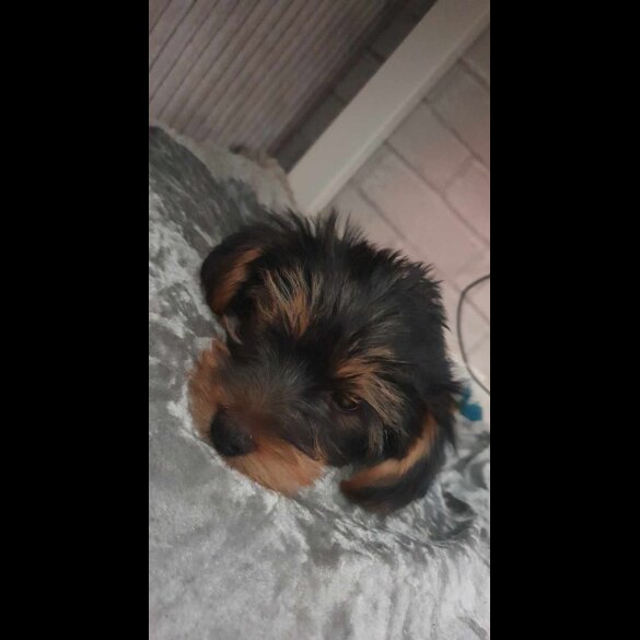 Yorkshire Terrier - Both