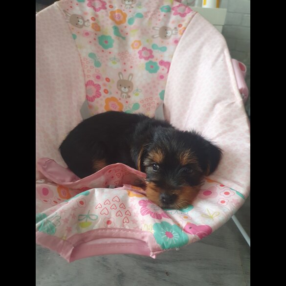 Yorkshire Terrier - Both