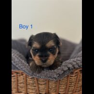 Yorkshire Terrier - Both