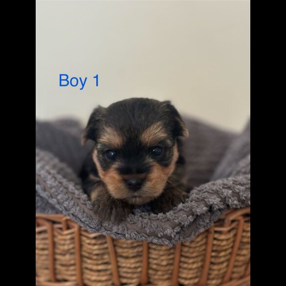 Yorkshire Terrier - Both