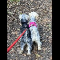 Yorkshire Terrier - Both