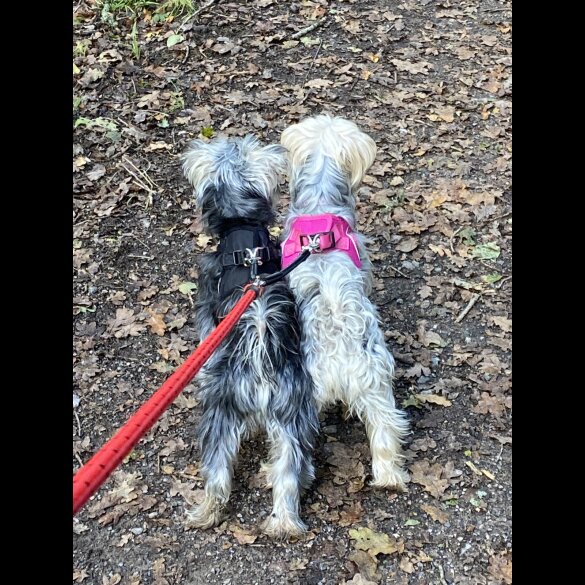 Yorkshire Terrier - Both
