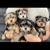 Yorkshire Terrier - Both