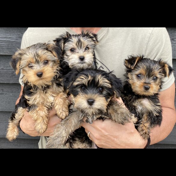 Yorkshire Terrier - Both