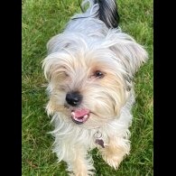 Yorkshire Terrier - Both