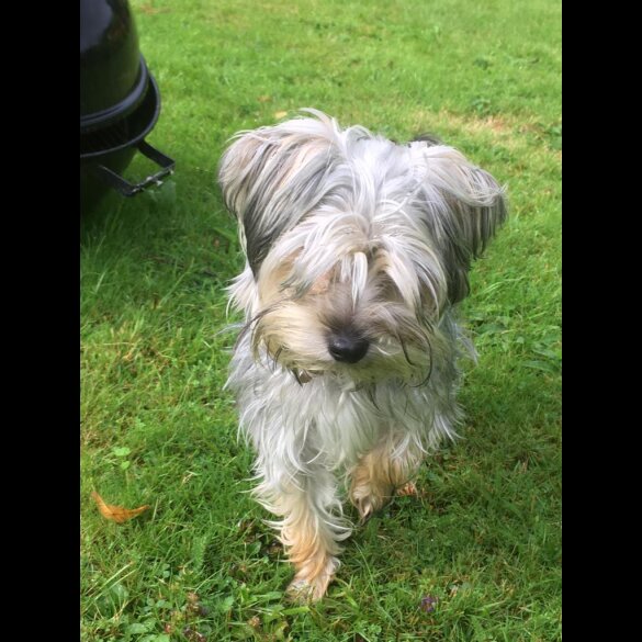Yorkshire Terrier - Both