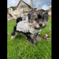 Yorkshire Terrier - Both