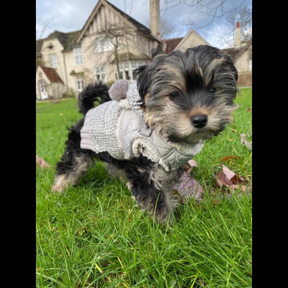 Yorkshire Terrier - Both