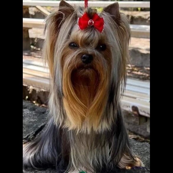 Yorkshire Terrier - Both