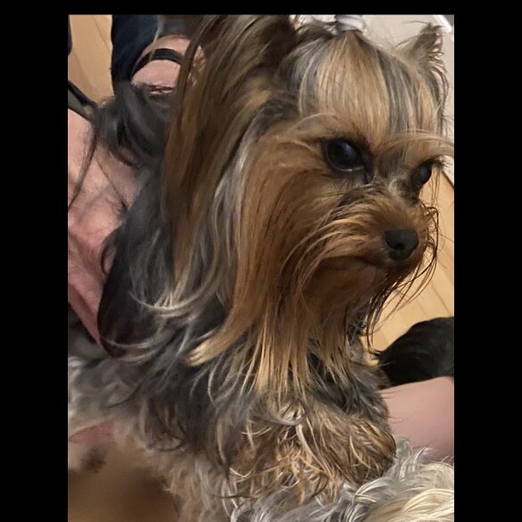 Yorkshire Terrier - Both