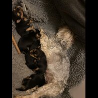 Yorkshire Terrier - Both