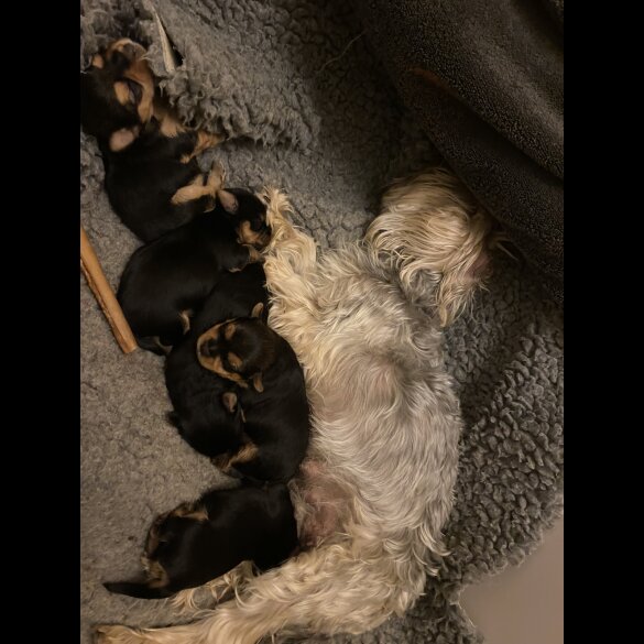 Yorkshire Terrier - Both