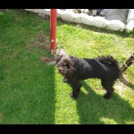 Affenpinscher - Bitches