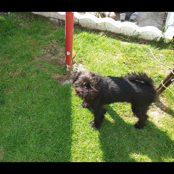 Affenpinscher - Bitches