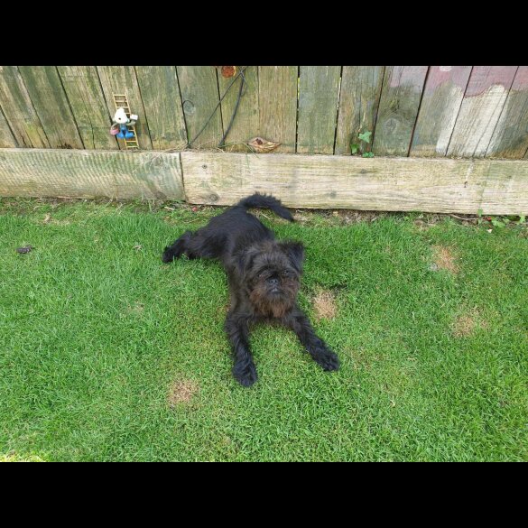 Affenpinscher - Bitches