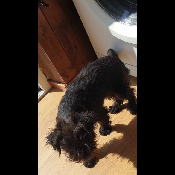 Affenpinscher - Bitches