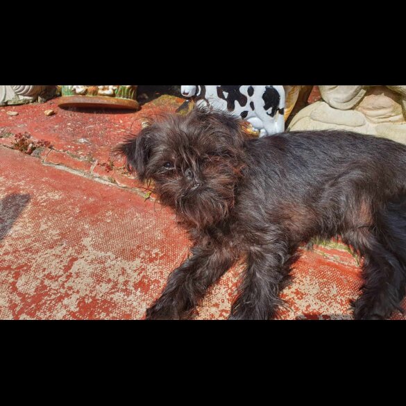 Affenpinscher - Bitches