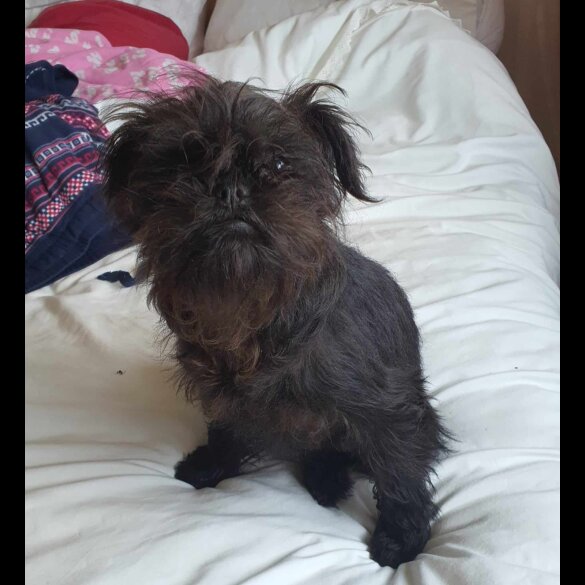 Affenpinscher - Bitches